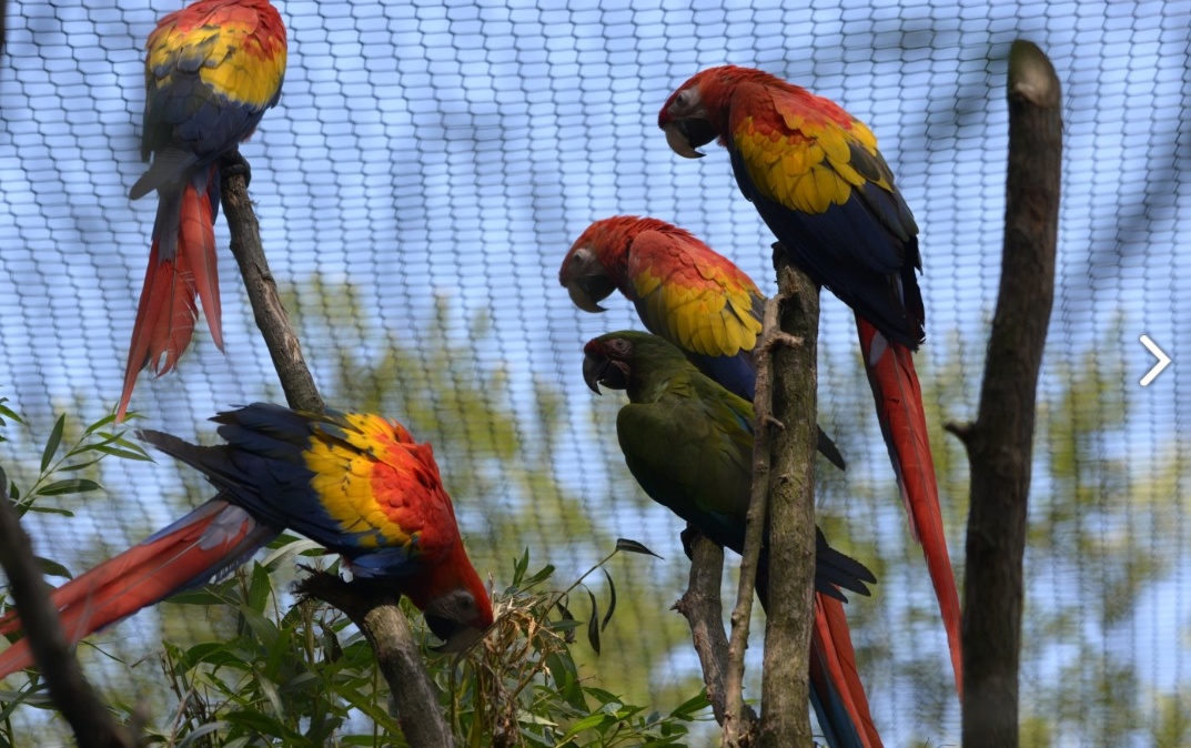 Zoologická zahrada ve Zlíně má novou ptačí voliéru