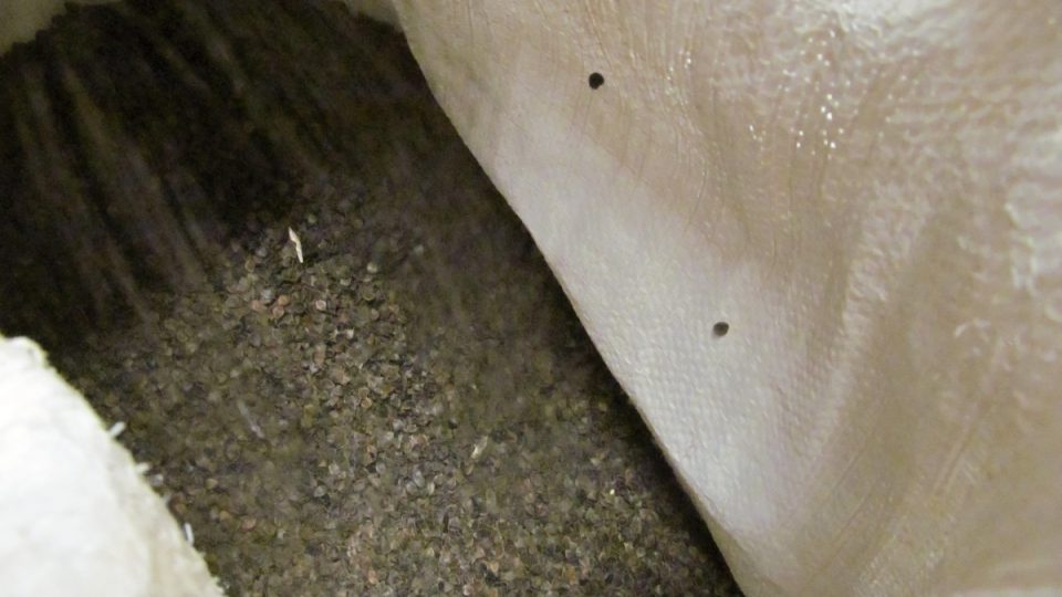 Jeden z pytlů u čistící linky se plní slupkami z pohanky | foto: Pavel Šmajstra Jeden z pytlů u čistící linky se plní slupkami z pohanky