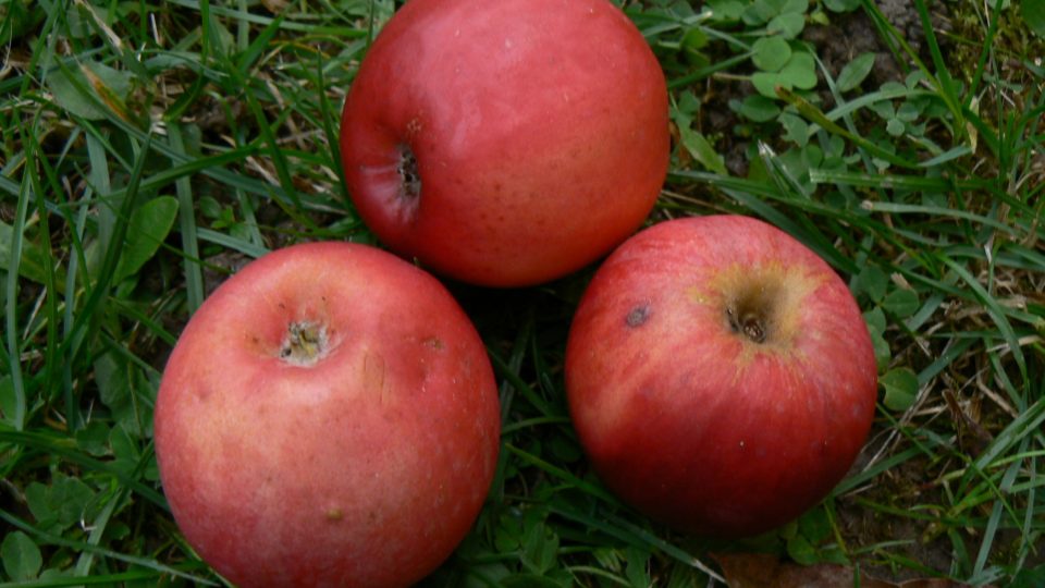 Panenské české, možná i tato odrůda dostane šanci u obchodních řetězců
