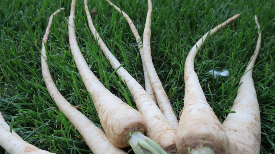 Petržel jako chobotnice