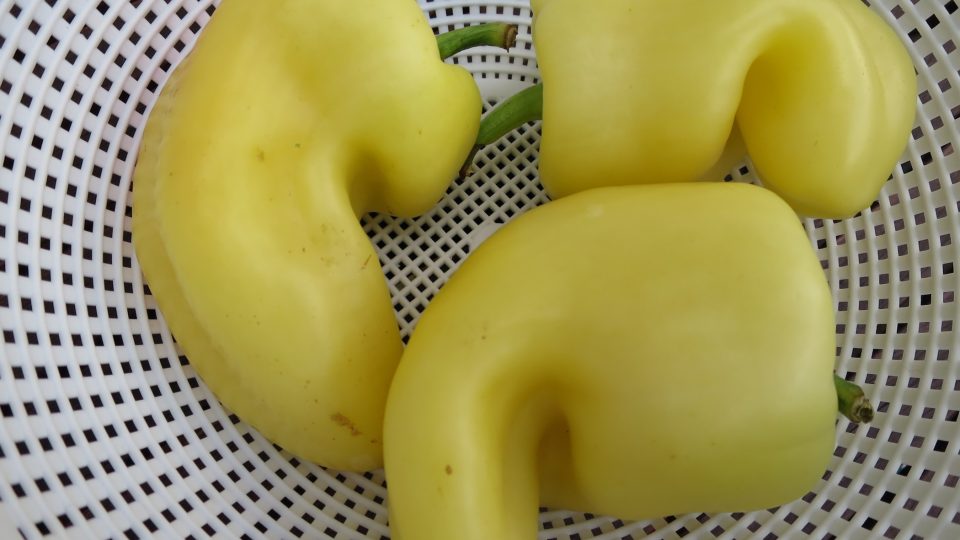 Příliš zahnuté papriky v salátu nevadí