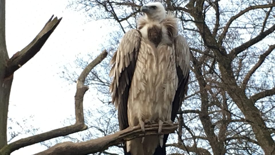 Zlínská zoo chová několik druhů supa