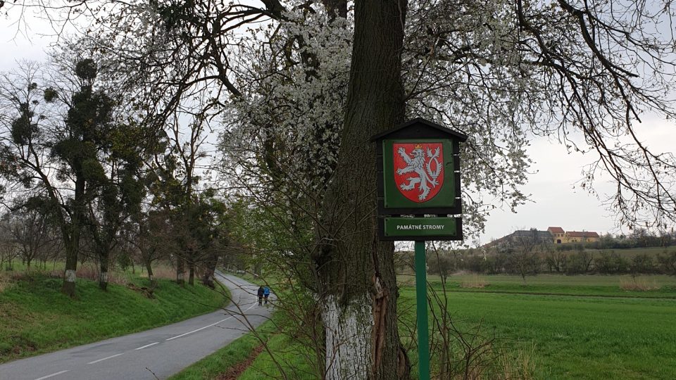 Aleje v Kvasicích na Kroměřížsku - značka chráněné památkové stromy na začátku lipovojírovcové aleje