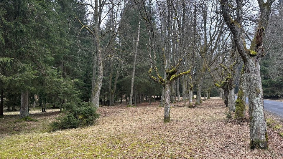 Bývalou lázeňskou promenádu lemovala kaštanová alej