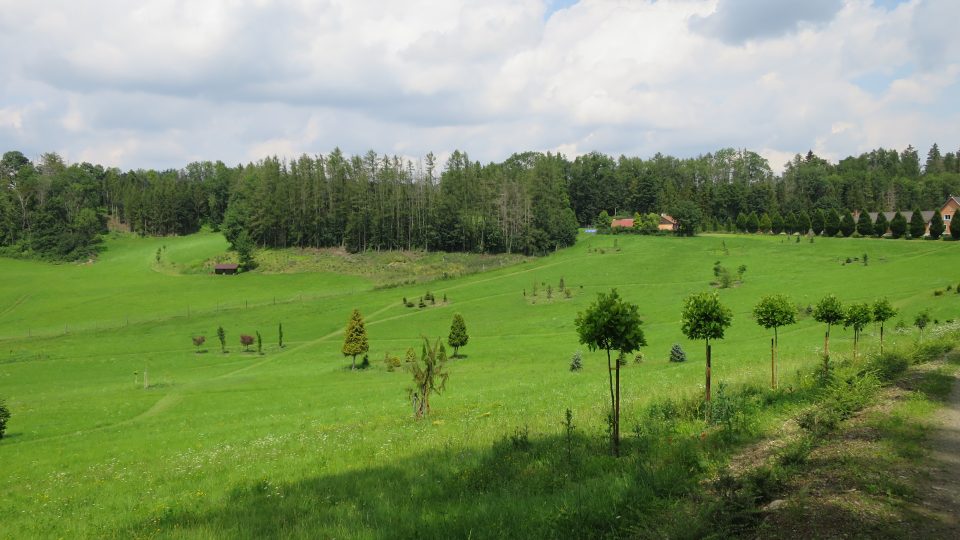 Nově založené arboretum pod Zámeckým kopcem