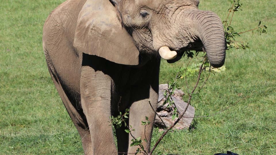 Zoo Zlín-Lešná, sloní samec Jack