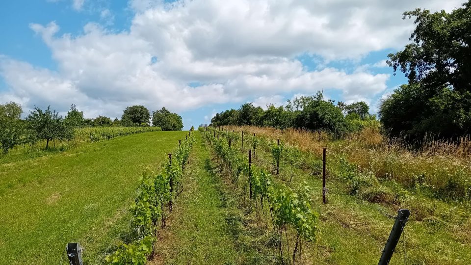 Vinařství Jančura | foto: Archiv vinařství Jančura Vinařství Jančura
