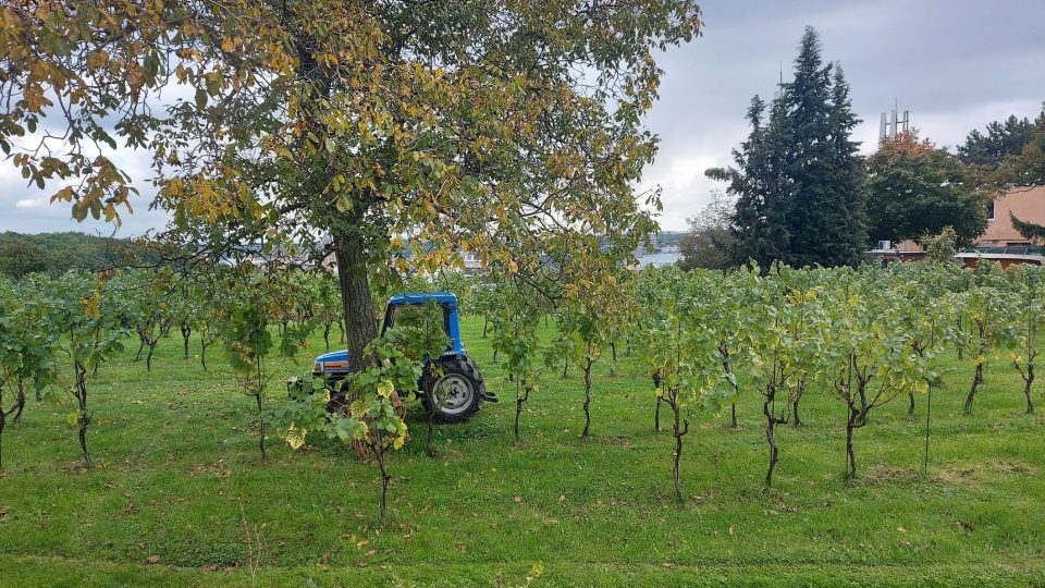 Vinice Máchalka na Proseku sousedí s vinicí Kelerkou | foto: Jolana Nováková, Český rozhlas Vinice Máchalka na Proseku sousedí s vinicí Kelerkou