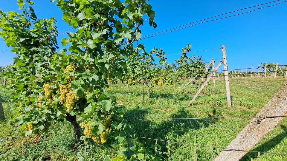 Slovácko, úroda vína 2023