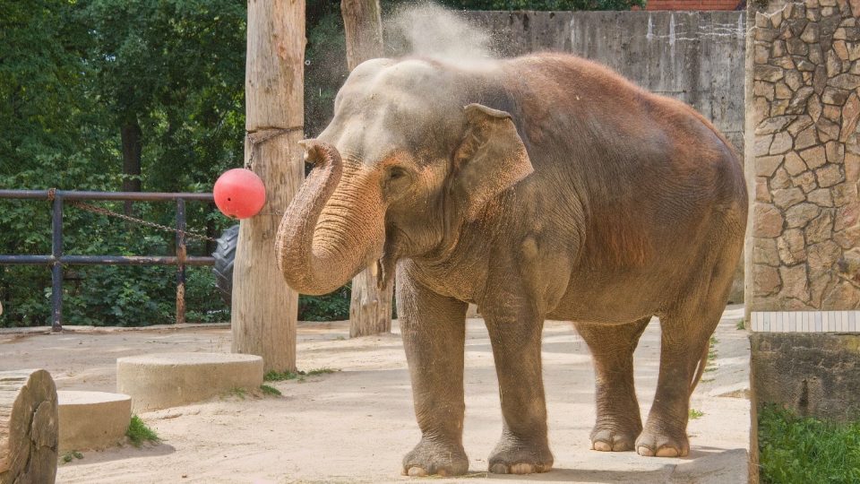 Slon indický, oblíbená a hravá slonice Bala