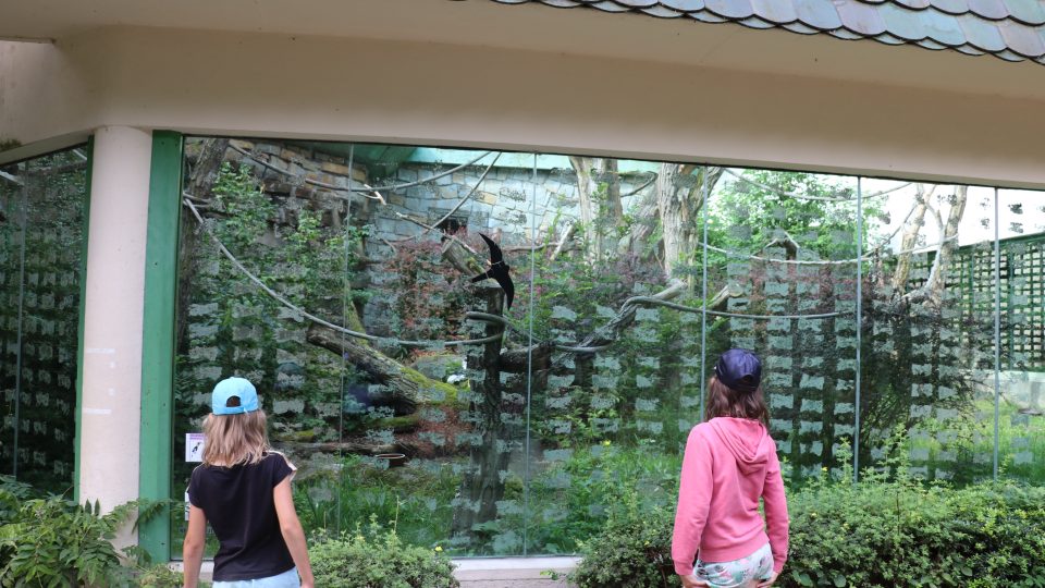 Zlínská zoologická zahrada odchovala mládě dvojzoborožce indického