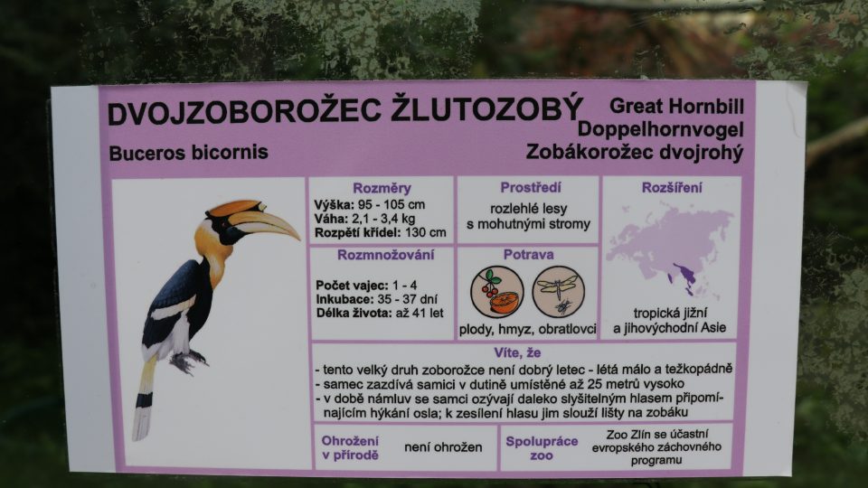 Zlínská zoologická zahrada odchovala mládě dvojzoborožce indického