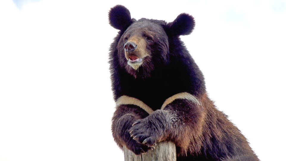 Medvěd ušatý má typické velké zakulacené uši