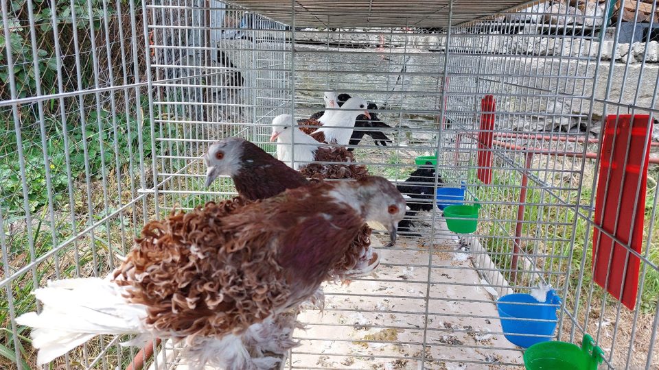 Před výstavou ke třeba kudrnáčům upravit peří na nohách, takzvané ponožky | foto: Irena Šarounová, Český rozhlas Před výstavou ke třeba kudrnáčům upravit peří na nohách, takzvané ponožky