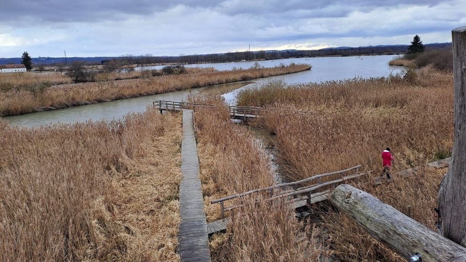 Od pozorovatelny se táhnou dřevěné chodníky až nad hladinu rybníků