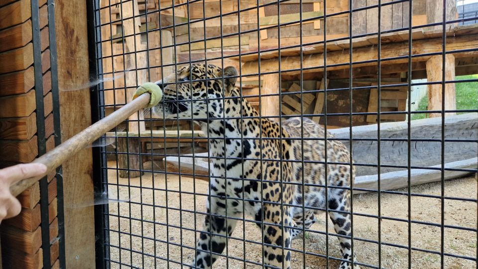 Zoo Zlín, Jaguar Trek, samice Yuna