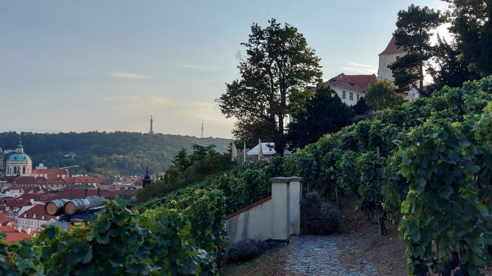 Večerní posezení na Svatováclavské vinici u Pražského hradu