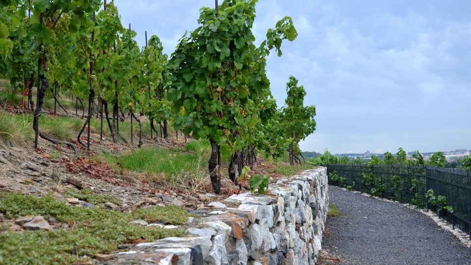 Pražská vinice svaté Kláry je součástí botanické zahrady v Troji