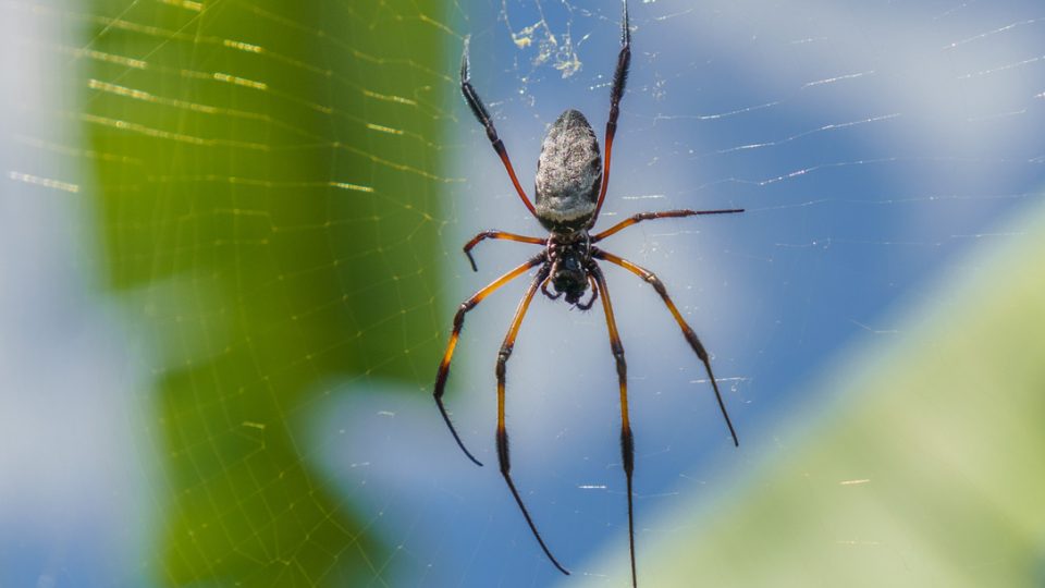 Expedice Z101, nebezpečná zvířata, pavouk Nephila inaurata