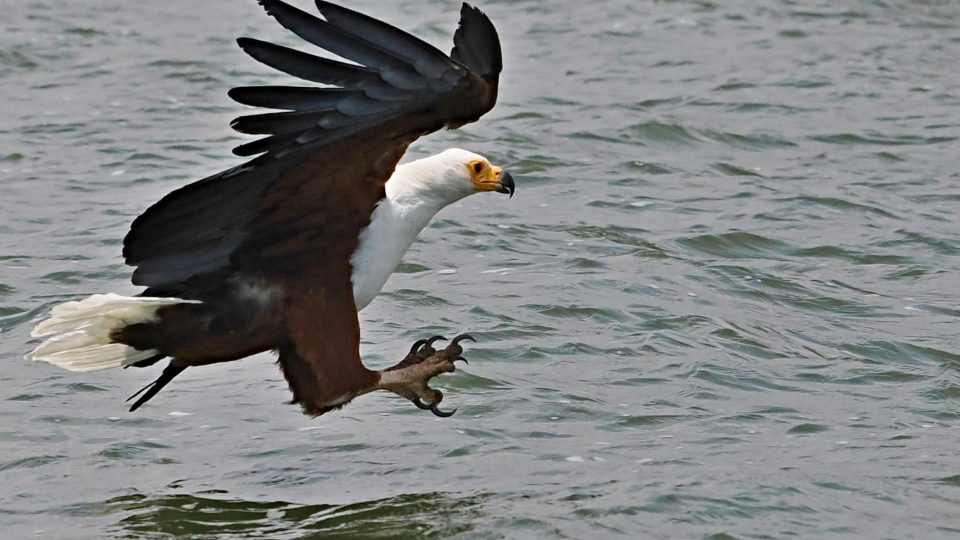 Svět zvířat objektivem Jiřího Kolbaby