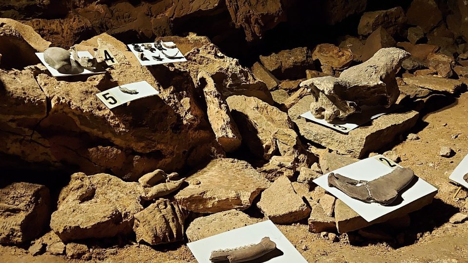 Výstava replik kosterních pozůstatků nalezených v Koněpruských jeskyních