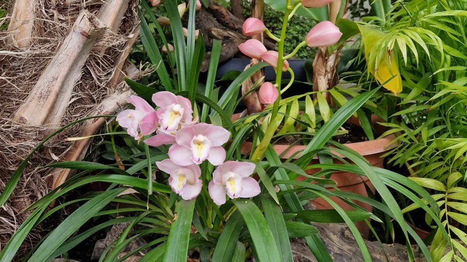 Květná zahrada, Kroměříž, orchideje