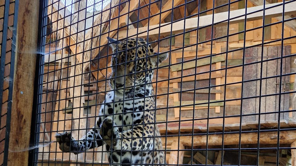 Zoo Zlín, Jaguar Trek, samice Yuna