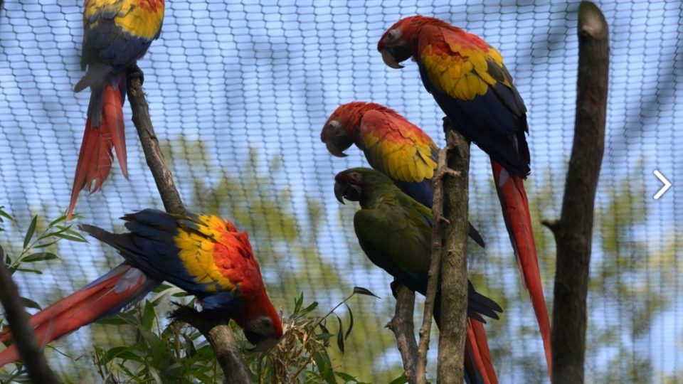 Zoologická zahrada ve Zlíně má novou ptačí voliéru