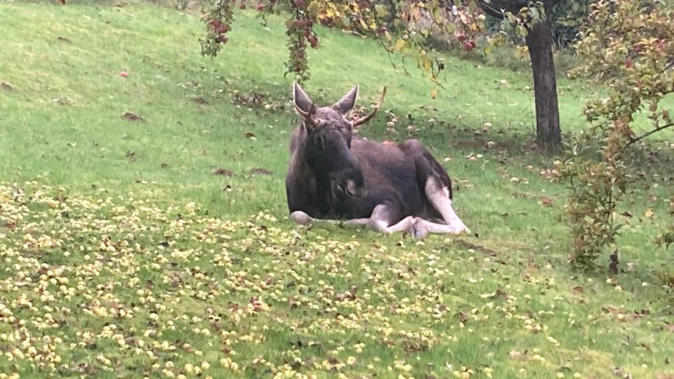 Los Emil na Klatovsku | foto: Veronika Pláničková, OSM Klatovy Los Emil na Klatovsku