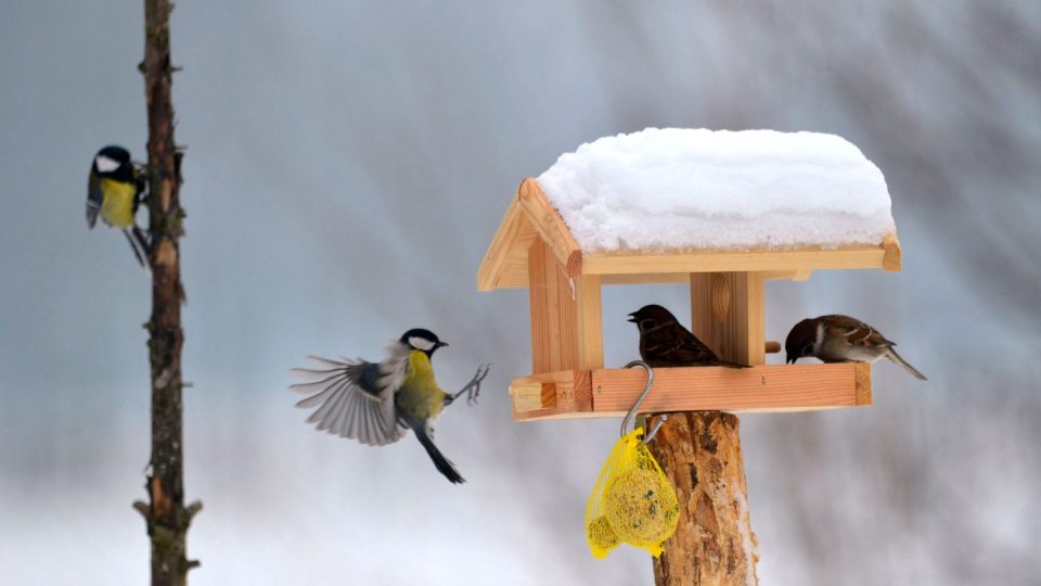 Čím pestřejší stravu ptákům nabídnete, tím více druhů ke krmítku přiletí