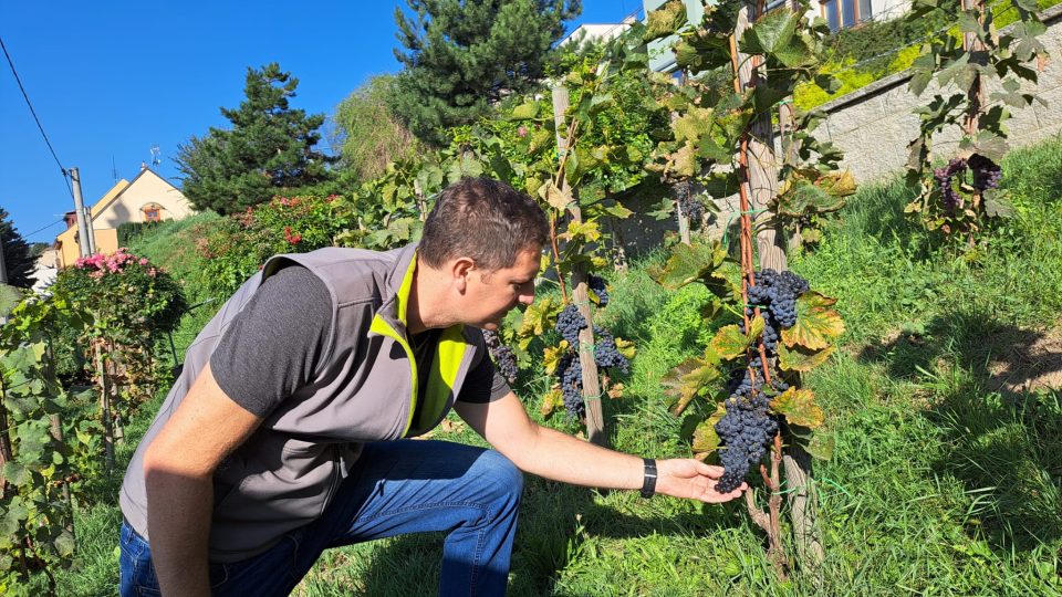 Slovácko, úroda vína 2023, Vojtěch Vít, vedoucí vinařství U Kostela v Polešovicích