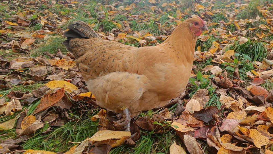 Slepice, plemeno šumavanka neboli zlatuška