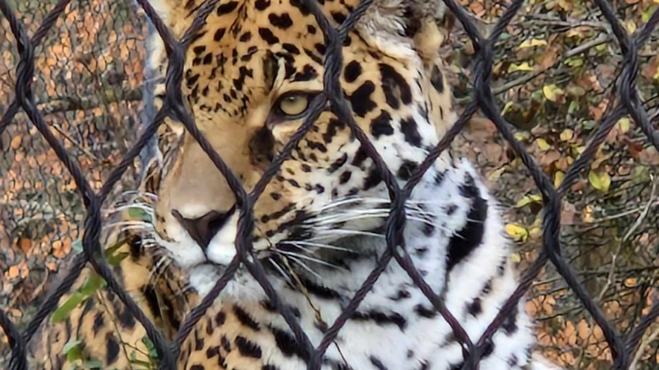Zoo Zlín, jaguár, samice Yuna