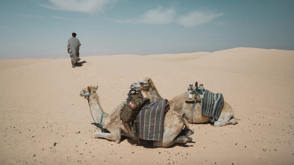 Velbloudi uprostřed Sahary