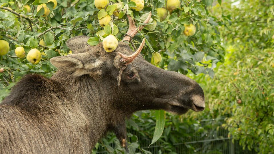 Los Emil v Rosenau am Sonntagberg v Dolním Rakousku | foto: fotografie poskytl Friedrich Bachner Los Emil v Rosenau am Sonntagberg v Dolním Rakousku