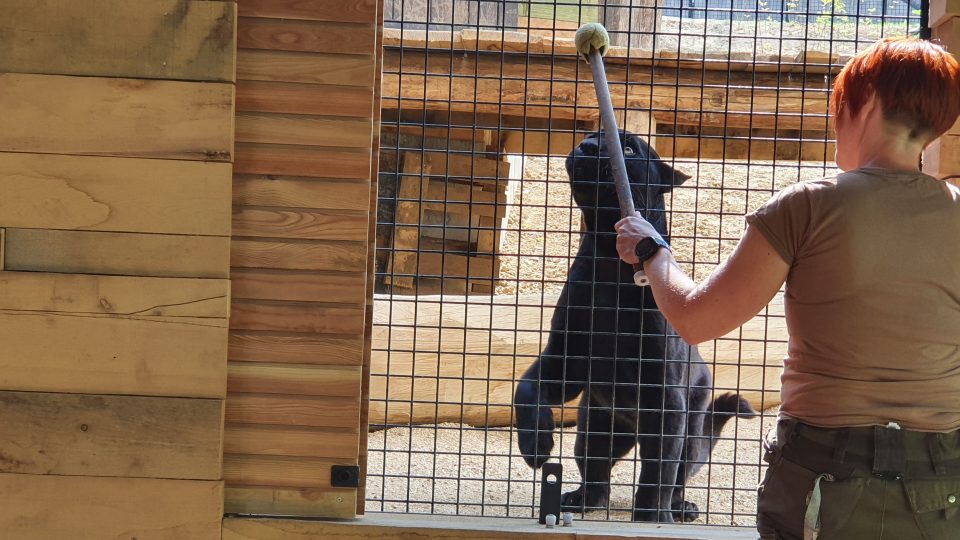 Zoo Zlín - expozice Jaguar Trek, samec Danny