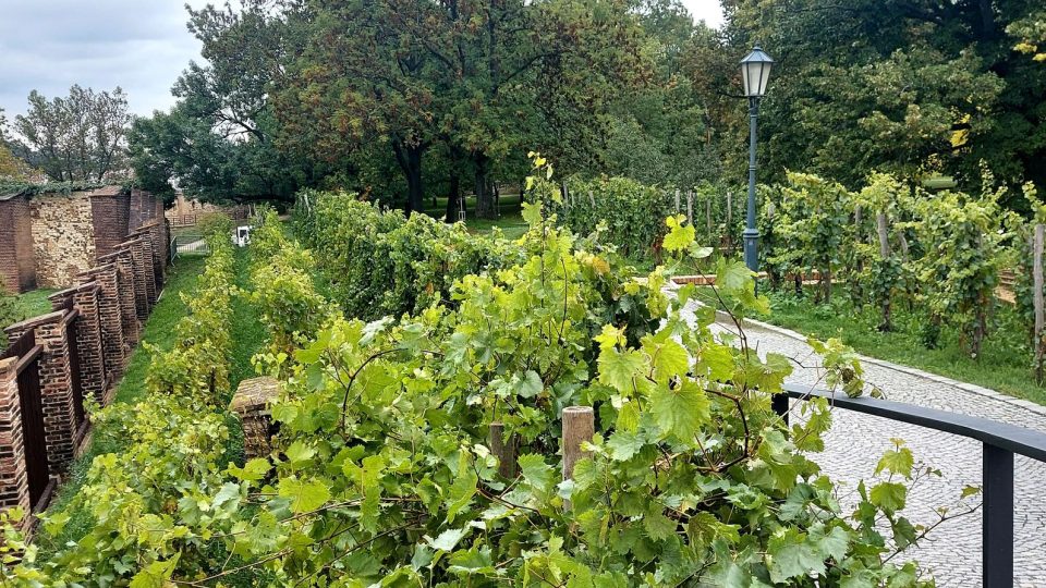 Vinná réva v pozadí s bazilikou svatého Petra a Pavla na Vyšehradě | foto: Jolana Nováková, Český rozhlas Vinná réva v pozadí s bazilikou svatého Petra a Pavla na Vyšehradě