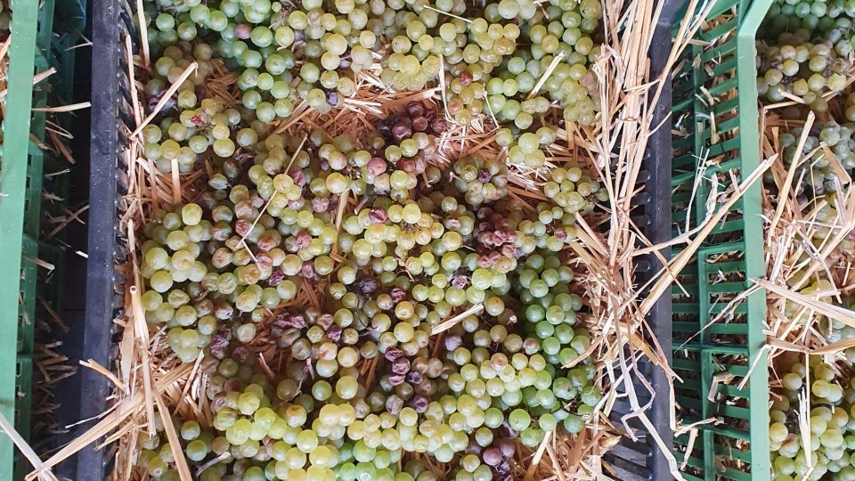 Slámové víno - sušení hroznů trvá až půl roku