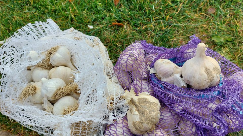 Každý druh česneku má něco do sebe. Existuje paličák, nepaličák, rané i pozdní odrůdy, a dokonce i česnek pro žlučníkáře