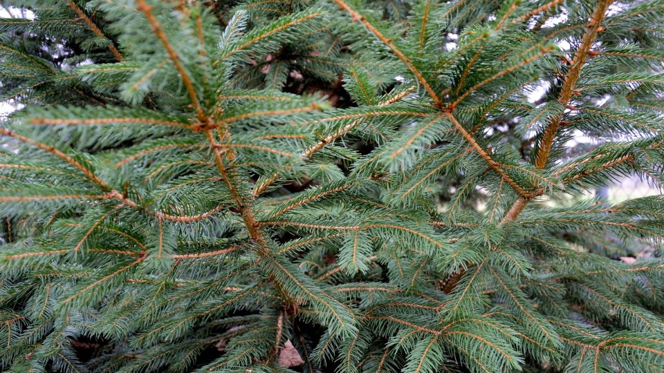 Smrček nejrychleji opadá