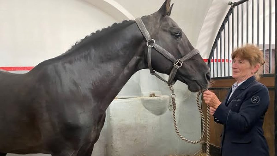 Zemský hřebčinec Tlumačov, oslavy 100. výročí založení