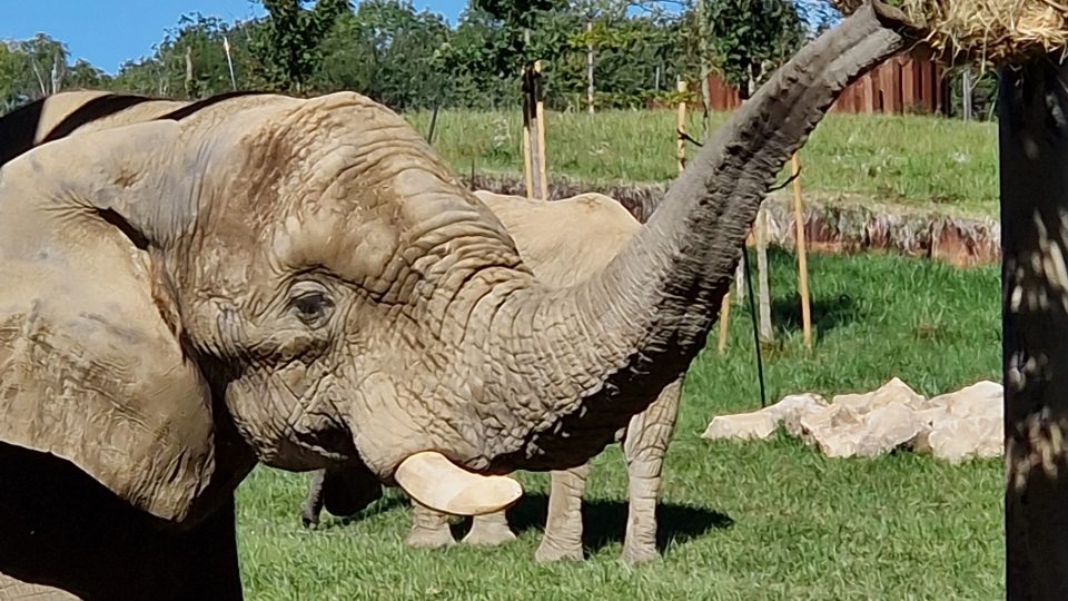 Zoo Zlín-Lešná, sloní samec Jack