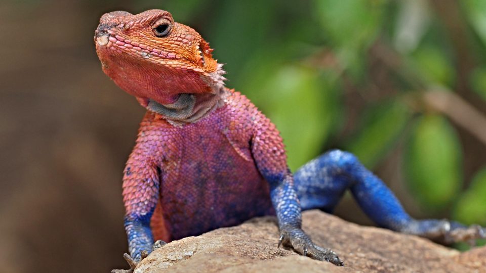 Svět zvířat objektivem Jiřího Kolbaby