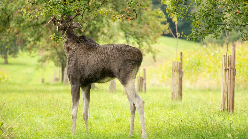 Fotogalerie z pobytu losa Emila v Rosenau am Sonntagberg v Dolním Rakousku | foto: fotografie poskytl Friedrich Bachner Fotogalerie z pobytu losa Emila v Rosenau am Sonntagberg v Dolním Rakousku