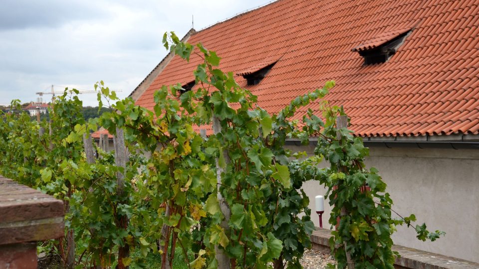 Vinice u Starého purkrabství na Vyšehradě