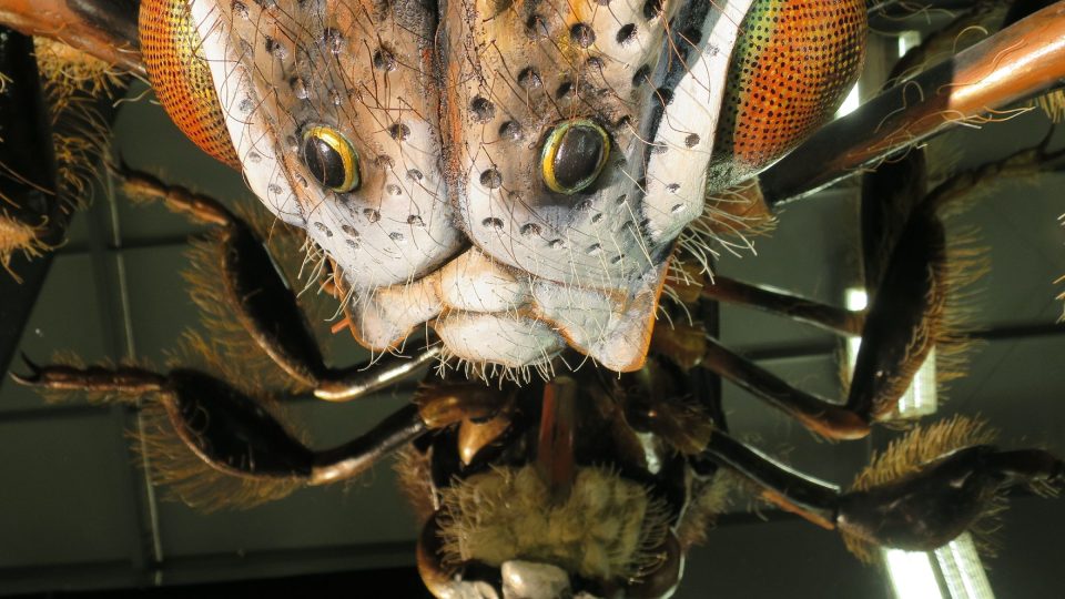 Díky zrcadlům uvidíte hmyz také ze spodní strany