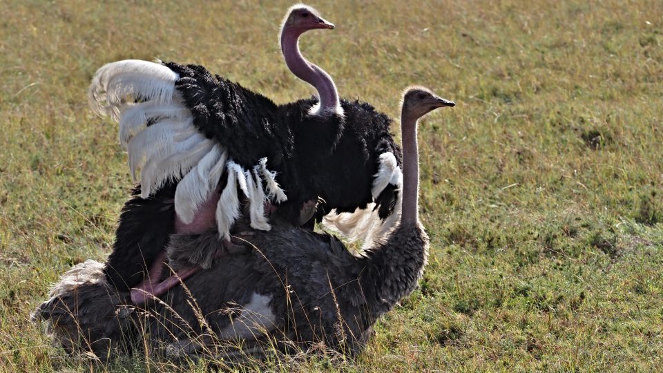 Svět zvířat objektivem Jiřího Kolbaby