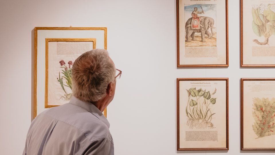Výstava Příběh Mattioliho herbáře, Muzeum Kroměřížska 7-10/2025