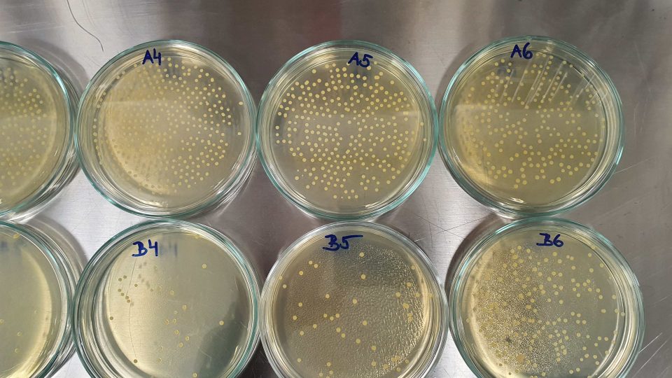 Testování roušek na Univerzitě Tomáše Bati ve Zlíně - barevné tečky značí kolonie stafylokoka