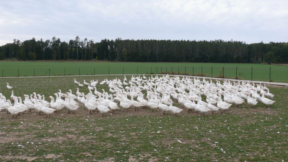 Husí výběh | foto: Filip Černý, Český rozhlas Husí výběh
